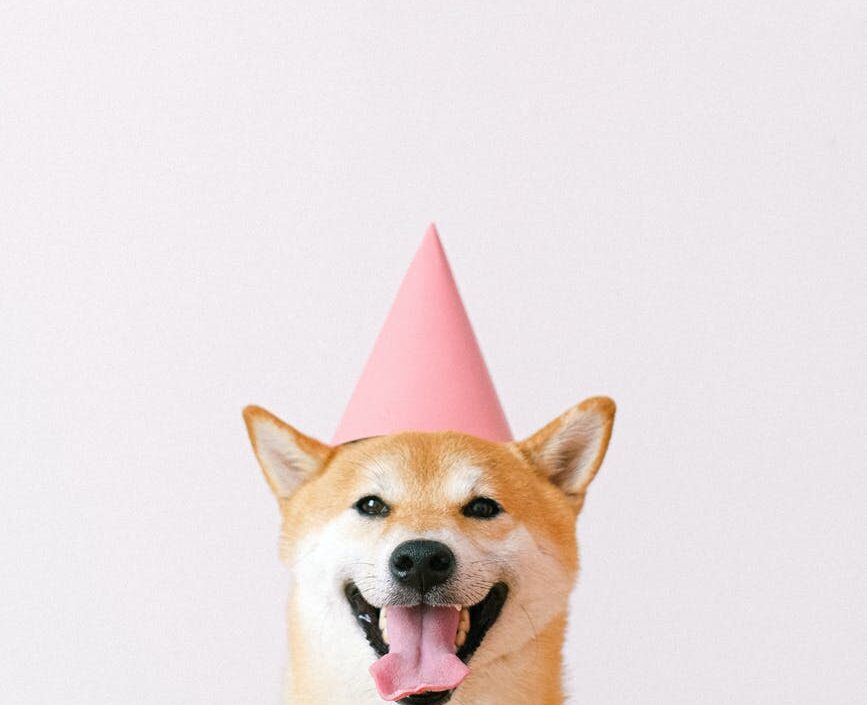 cute dog wearing a party hat